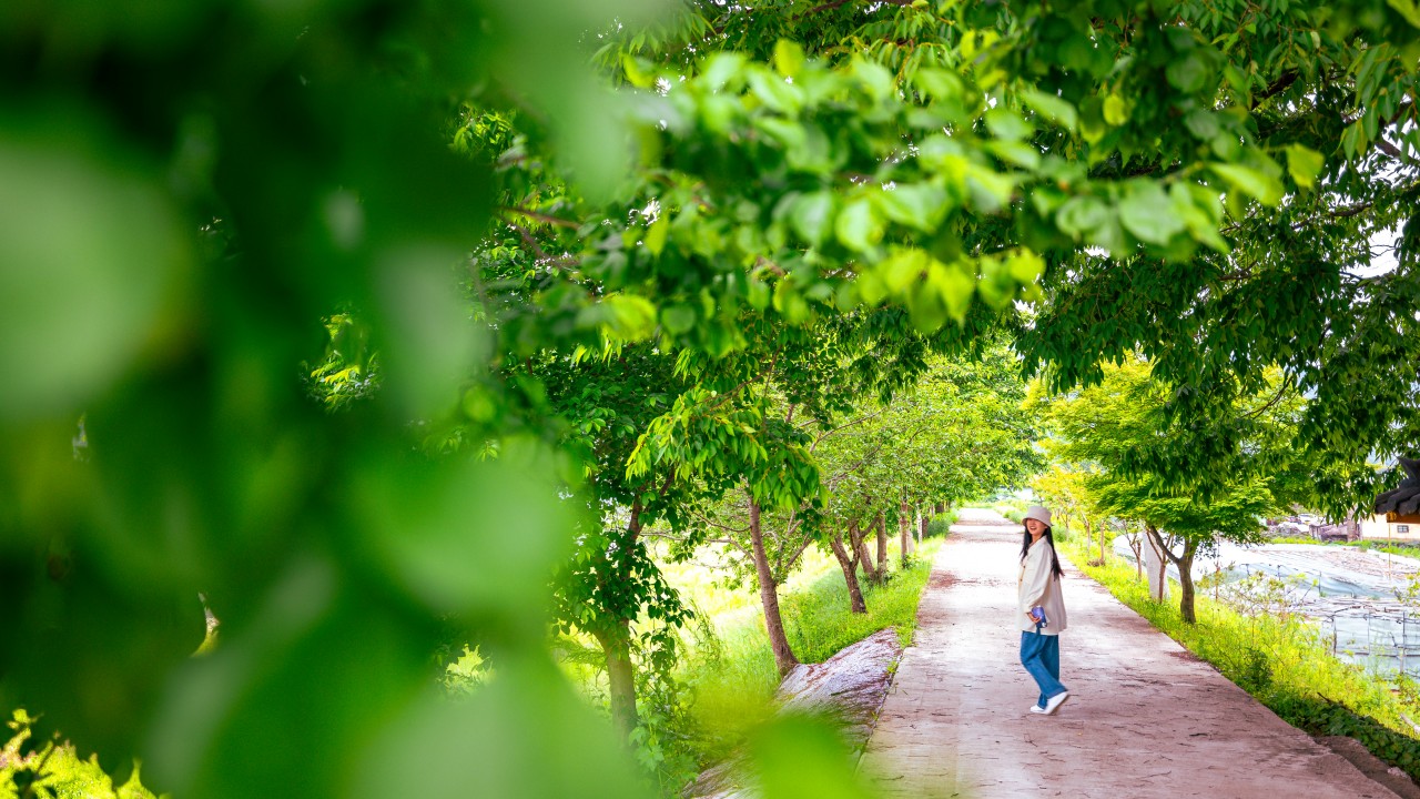 안동 대마민국 금소마을 1박 2일 촌캉스 로컬여행, 금양연화